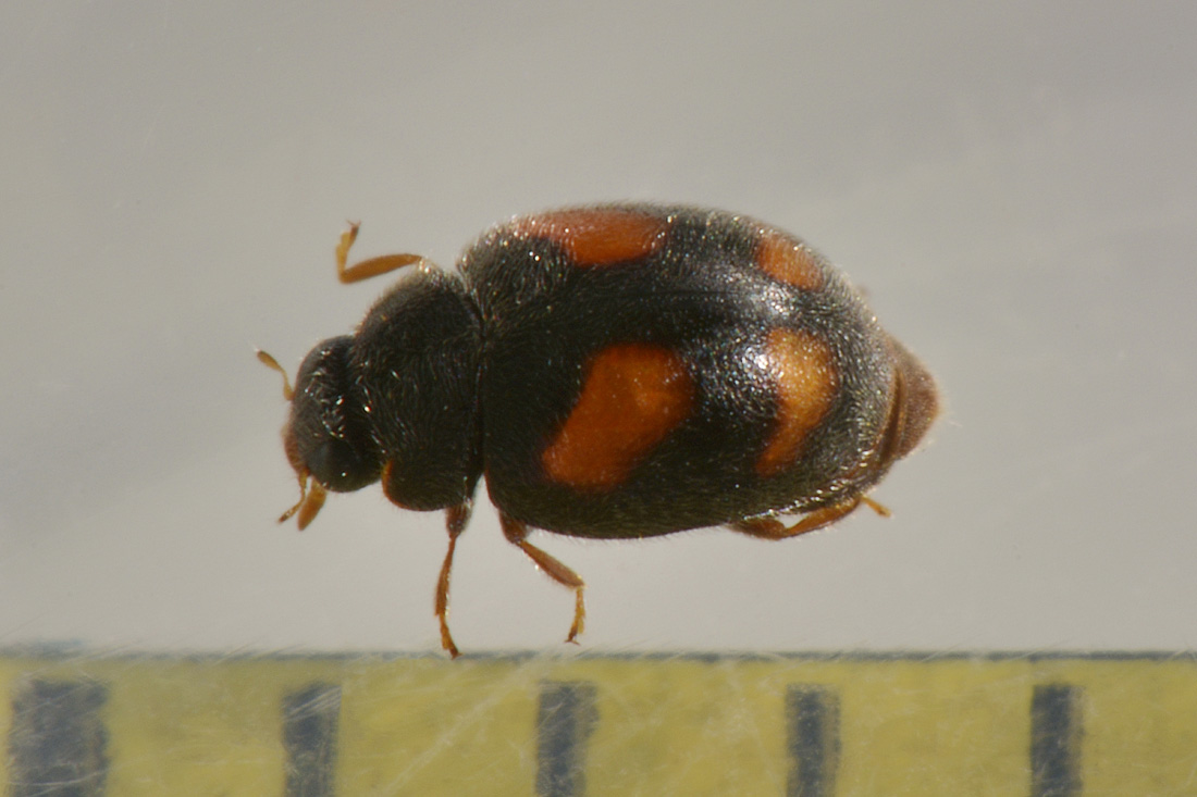 Coccinellidae:  Nephus quadrimaculatus